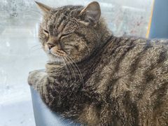 -伟伟宠物医院·瑞派猫友好医院·猫科(光谷店)