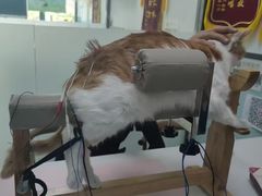 -嘉馨宠物医院·CT影像转诊·心脏科·犬猫全科诊疗中心(下沙大学城院区)