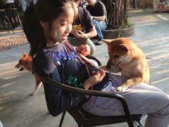 -柴犬高等学院·狗咖·柴犬售卖·宠物训练