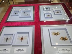 -上海昆虫博物馆