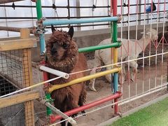 -南宫五洲植物乐园