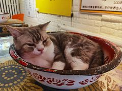 -平行世界·猫咖(首经贸店)