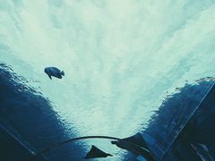 -海棠湾洲际-涛·海底餐厅·美人鱼·自助餐·海底隧道
