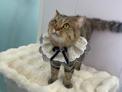 -爱洗澡的猫(望京店)