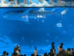 -烟台海昌鲸鲨海洋公园