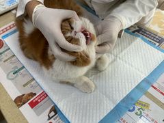 -艾贝尔宠物诊疗