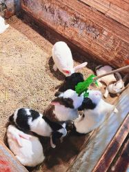 -酷嗒动物文化乐园(cutezoo西溪乐天城店)