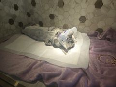 -宠爱国际动物医院·消化内科·心肾内科·ISFM猫友好(望京店)