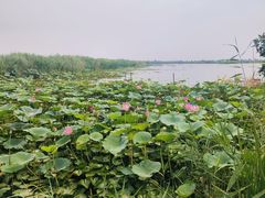 -白洋淀景区