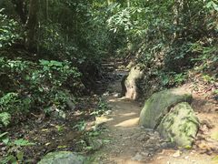 -西双版纳原始森林公园