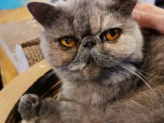 -猫小院猫主题咖啡厅(北锣店)