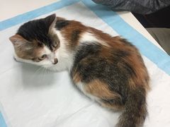 -纳吉亚猫专科动物医院博雅分院