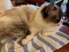 -猫色咖啡·猫咖