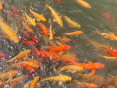 -武汉紫薇都市田园