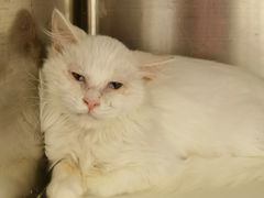 -萌兽医馆·犬猫专科·眼科中心·宠物医院(朝阳门分院)