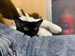 -申普宠物医院·心脏介入·心血管微创(总院)