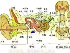-自然之声助听器·呼吸机(贵定店)