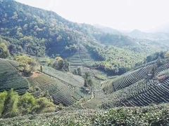 -龙坞茶村