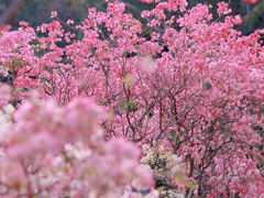 -莲花山公园