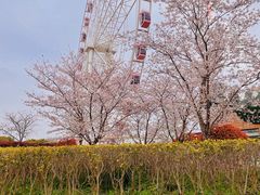 -顾村公园