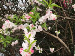 -春兰国宾馆(凤城河风景区老街店)