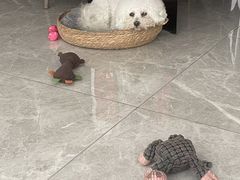 -帕帕拉兹宠物(亚洲旗舰店)