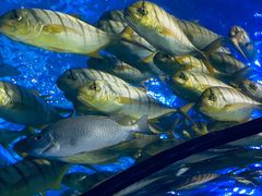 -太平洋海底世界