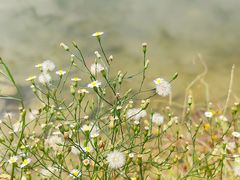 -飞来湖湿地公园