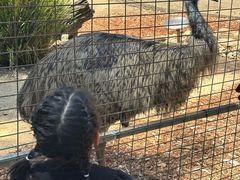 -费瑟代尔野生动物园