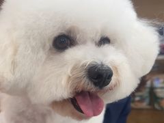 -帕帕拉兹宠物(亚洲旗舰店)