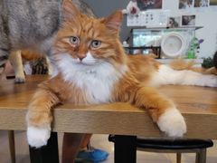 -平行世界·猫咖(首经贸店)
