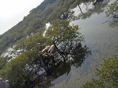 -北海金海湾红树林生态旅游区