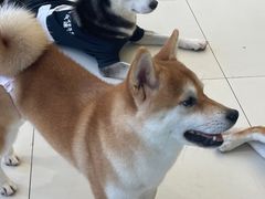 -怪兽屋·羊驼·猫咖·狗咖(俊华广场店)