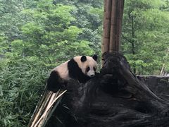 -都江堰中华大熊猫苑
