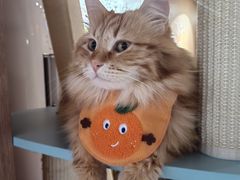-MOCHA明星猫咖(田子坊店)