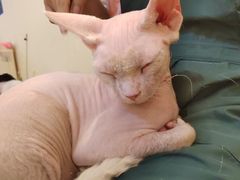 -lincat·猫舍(广州店)