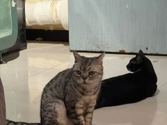 -平行世界·猫咖(首经贸店)