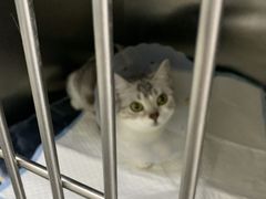 -中农国际动物医院24小时·猫科·骨科·急重症中心