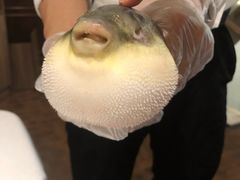 -肆月河豚·新淮扬(金融街店)