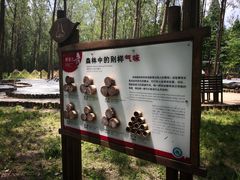 -黄海国家森林公园