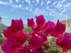 -东南花都花博园