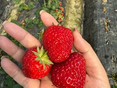 -小鱼草莓采摘园农家乐·小鱼餐厅