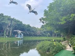 -广州长隆飞鸟乐园