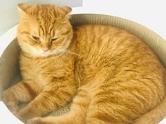 -喵的天空名猫咖啡馆·撸猫·猫舍·用品