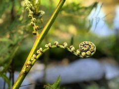-墨尔本皇家植物园