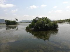 -芒洲湿地公园