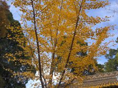 -少华山国家森林公园