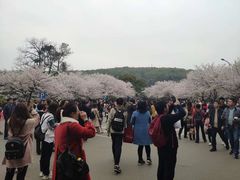 -武汉大学-樱园