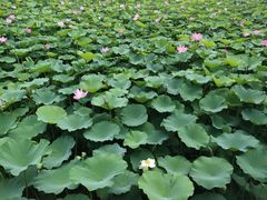 -保定东湖公园(莲池区)