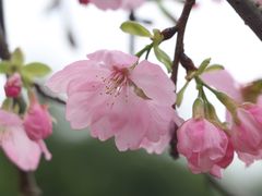 -天适樱花悠乐园